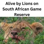 Lions Eat Rhino Poachers in South African Game Reserve